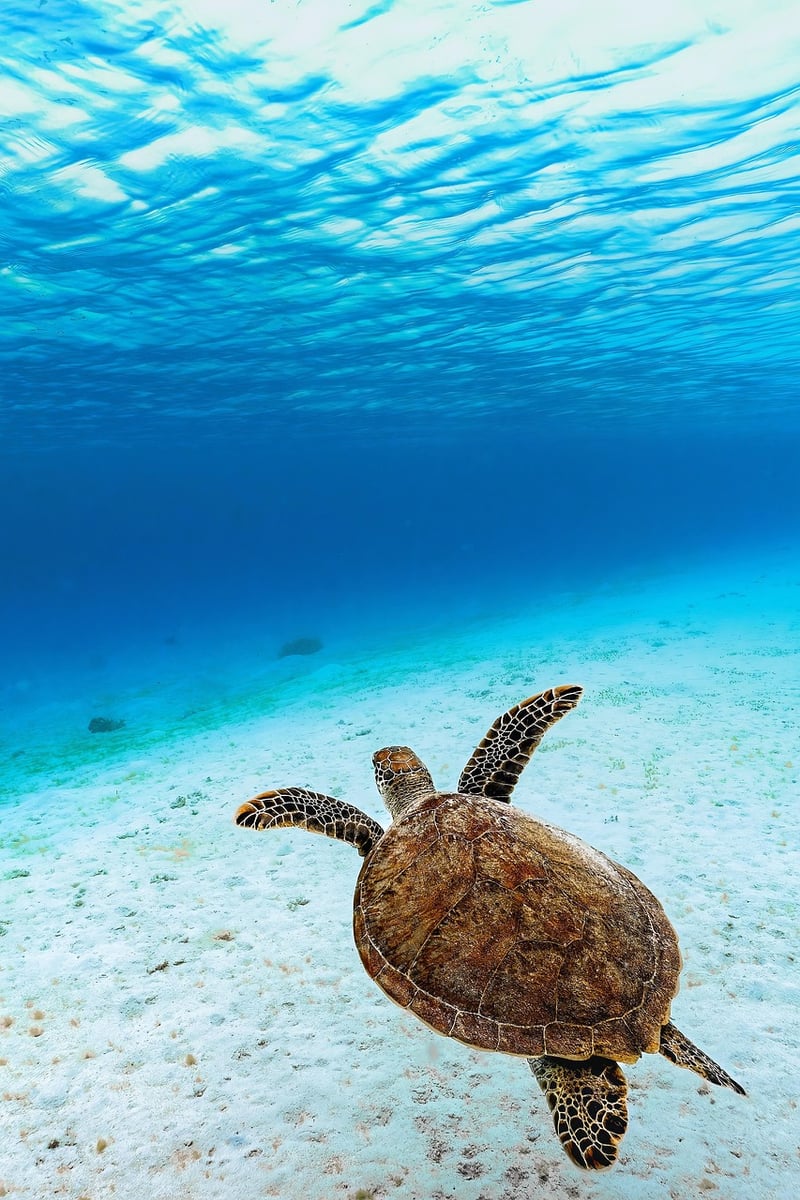 Snorkeling Turtle